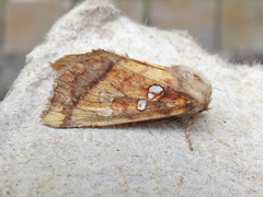 Papaipema leucostigma