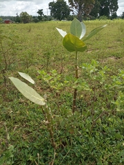 Calotropis procera
