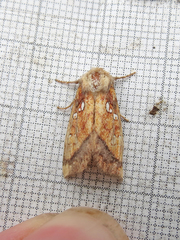 Papaipema leucostigma