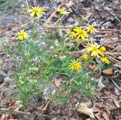 Senecio inaequidens
