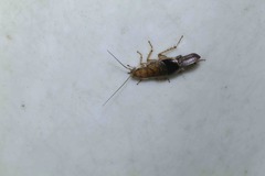 Latiblattella tarasca
