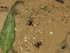 Ptilothrix bombiformis