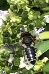 Callomegachile