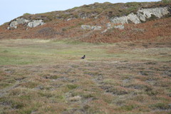 Corvus corone corone