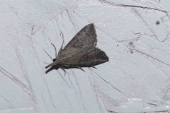 Hypena minualis