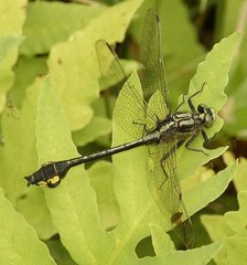 Gomphurus ventricosus