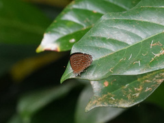 Poritia sumatrae