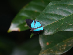 Poritia sumatrae