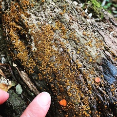 Scutellinia erinaceus