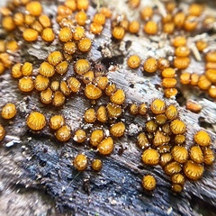 Scutellinia erinaceus