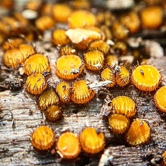 Scutellinia erinaceus