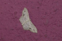 Scopula compensata