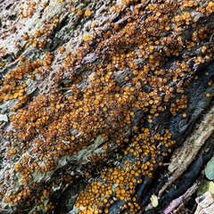 Scutellinia erinaceus