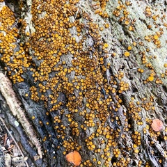 Scutellinia erinaceus
