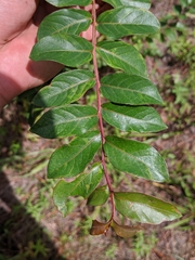Lagerstroemia subcostata