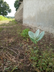 Calotropis procera image