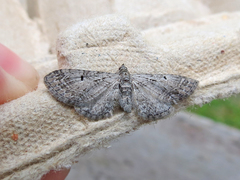 Eupithecia interruptofasciata