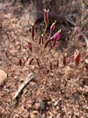 Cordylanthus parviflorus