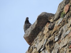 Columba livia