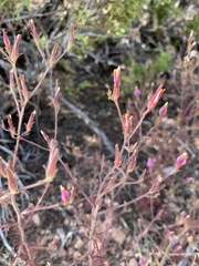 Cordylanthus parviflorus