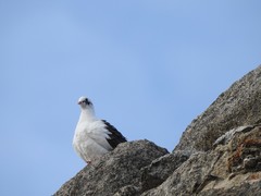 Columba livia domestica