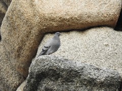 Columba livia domestica