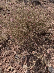 Cordylanthus parviflorus