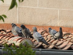 Columba livia