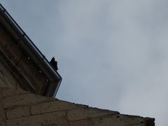 Pyrrhocorax pyrrhocorax