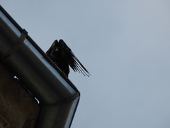 Pyrrhocorax pyrrhocorax