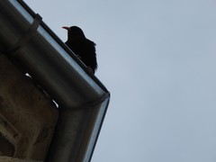 Pyrrhocorax pyrrhocorax