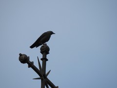 Corvus monedula