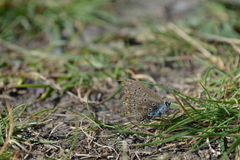 Polyommatus icarus
