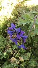 Delphinium dubium