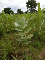 Calotropis procera image