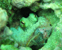 Octopus insularis
