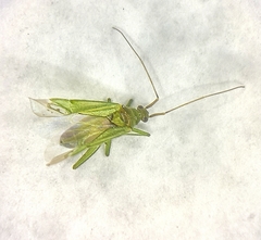 Blepharidopterus angulatus