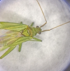 Blepharidopterus angulatus