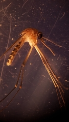 Culex quinquefasciatus