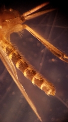 Culex quinquefasciatus