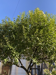 Malus prunifolia