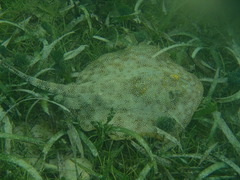 Urobatis jamaicensis