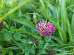 Trifolium pratense