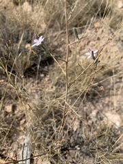 Stephanomeria tenuifolia