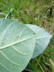 Calotropis procera image