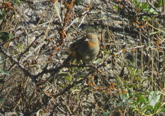 Poospiza baeri