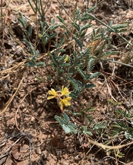 Hoffmannseggia drepanocarpa