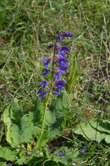 Salvia pratensis
