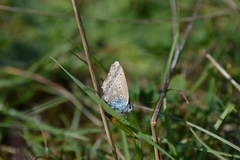 Polyommatus icarus