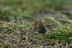Polyommatus icarus